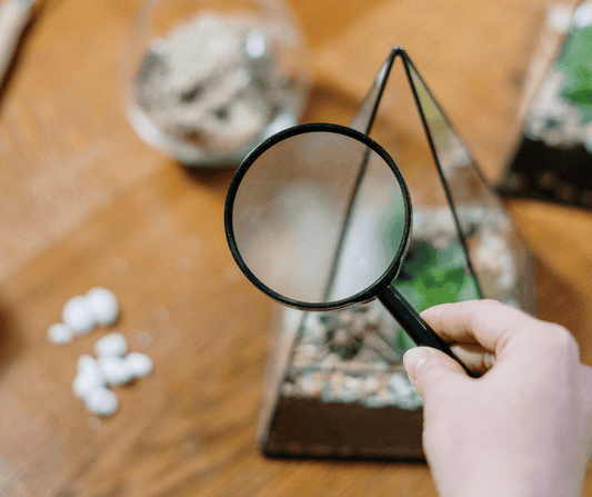 16 mots de vocabulaire pour parler écologie © Pexels