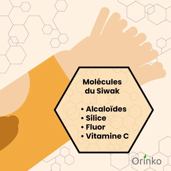 Bâtons de Siwak (Miswak) X6 - Brosse à Dents 100% Naturelle