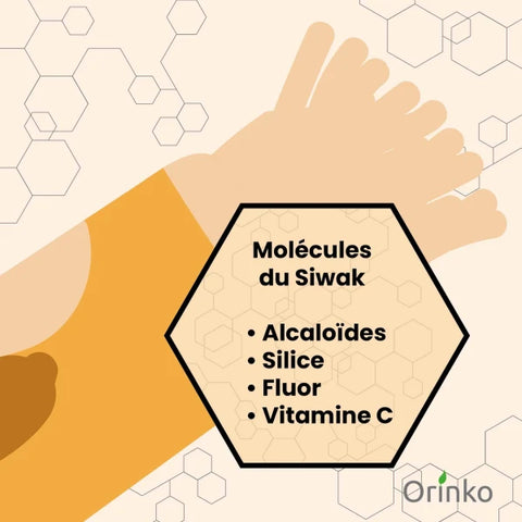 Bâtons de Siwak x2 - Brosse à dents 100% naturelle