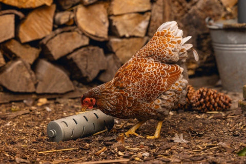 Rouleau à grignoter pour poules