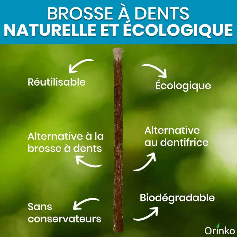 Bâtons de Siwak d'Olivier x5 + 1 Étui de Protection – Brosse à Dents 100% Naturelle