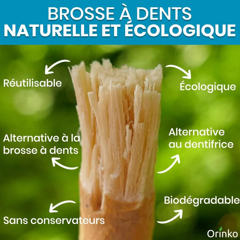 Bâtons de Siwak x5 + 5 Étuis de Protection – Brosse à Dents 100% Naturelle