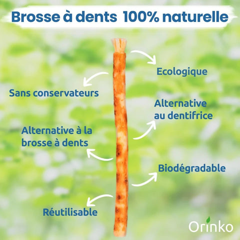 1 Bâton de Siwak avec Étui de protection – Brosse à Dents 100% Naturelle – Nettoyant, Désinfectant et Blanchissant - Écologique, Biodégradable et Végan – Ebook Offert