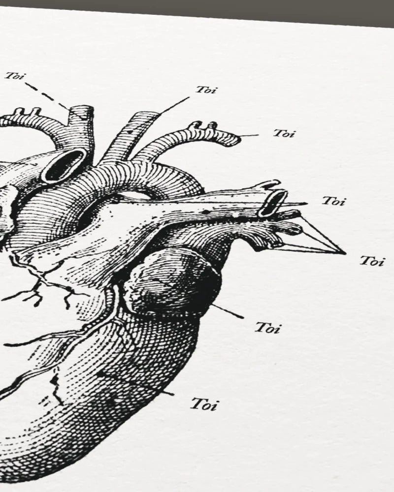 Anatomie de mon cœur | Affiche