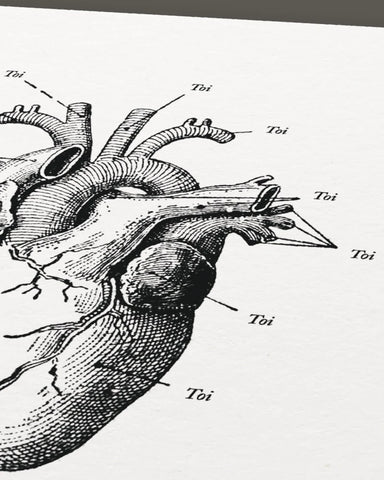 Anatomie de mon cœur | Affiche
