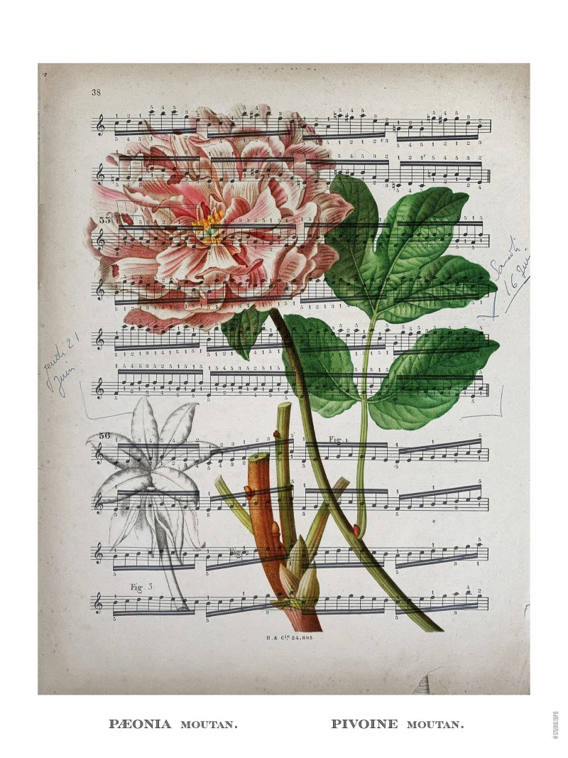 Partition · Pivoine | Affiche