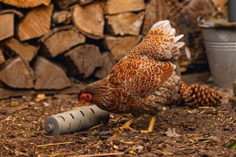 Rouleau à grignoter pour poules